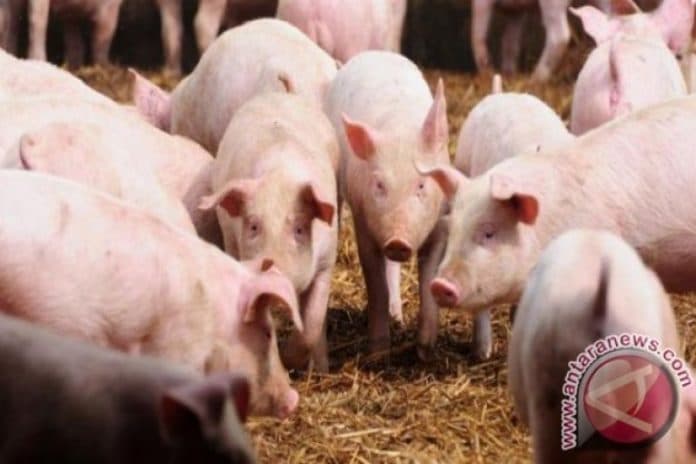 pemerintah_wacanakan_beli_babi_terserang_hog_cholera