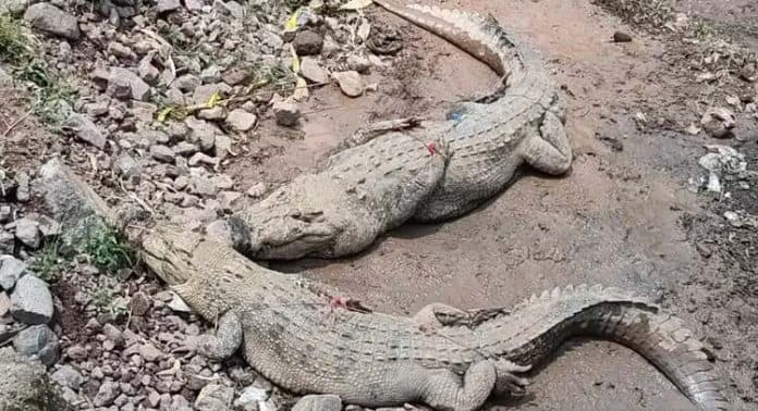 penangkaran_jebol_buaya_berkeliaran_di_pemukiman_warga