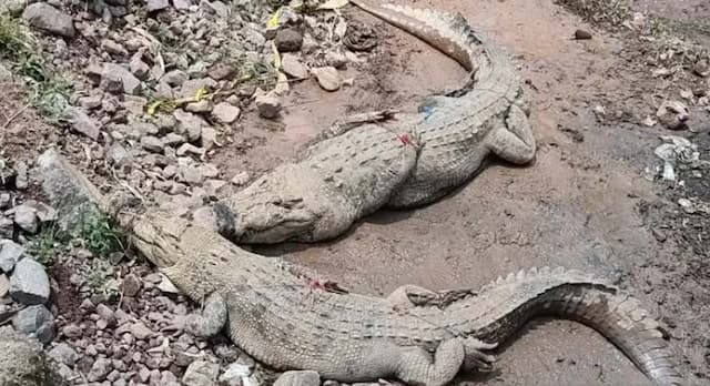 penangkaran_jebol_buaya_berkeliaran_di_pemukiman_warga