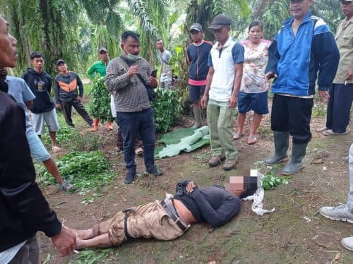 pencari_rumput_tewas_dipatuk_ular_di_kebun_npk_bahilang_sergai