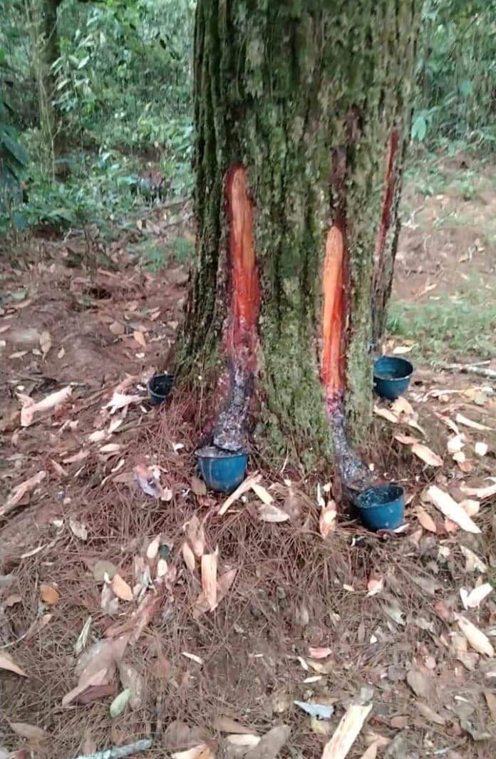 pencurian_getah_pinus_di_simempar_deli_serdang_terus_berlanjut