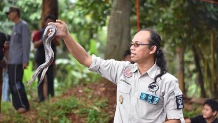 pendiri_sioux_ular_indonesia_meninggal_digigit_king_cobra_saat_beri_pelatihan_snake_rescue