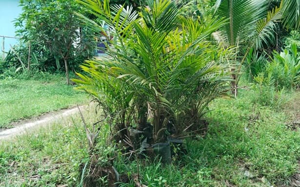 pengadaan_bibit_kelapa_sawit_di_desa_korajim_dinilai_tidak_berkeadilan