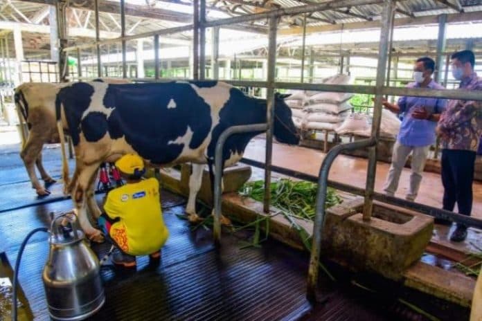 peningkatan_bisnis_peternak_dukung_kenaikan_produksi_susu