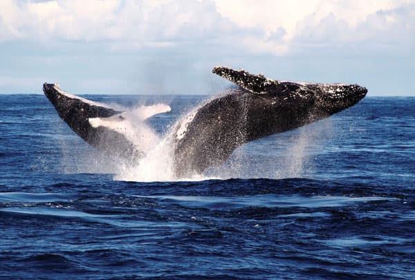 perahu_ditabrak_paus_di_australia_1_pemancing_tewas_temannya_terluka