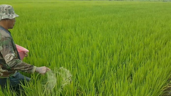 pernyataan_bulog_soal_pasokan_beras_menipis_dibantah_kementan