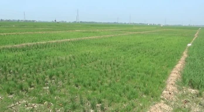 petani_cemas_ratusan_hektar_sawah_di_asahan_mulai_kekeringan_akibat_kemarau