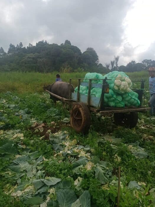 petani_di_simalungun_mengeluh_sulit_mendapat_pupuk_subsidi