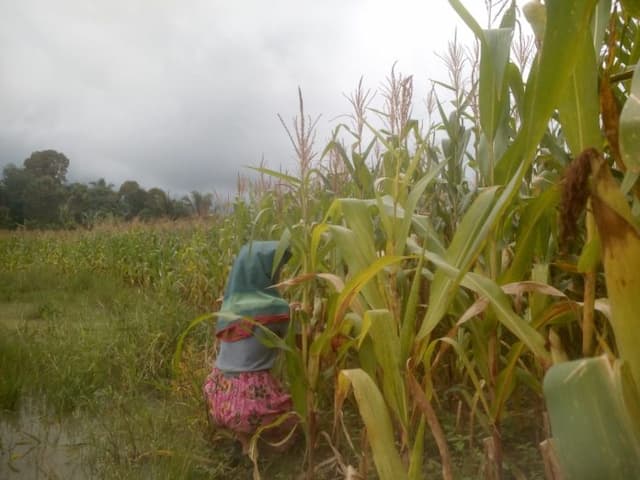 petani_jagung_simalungun_mengeluh_harga_anjlok