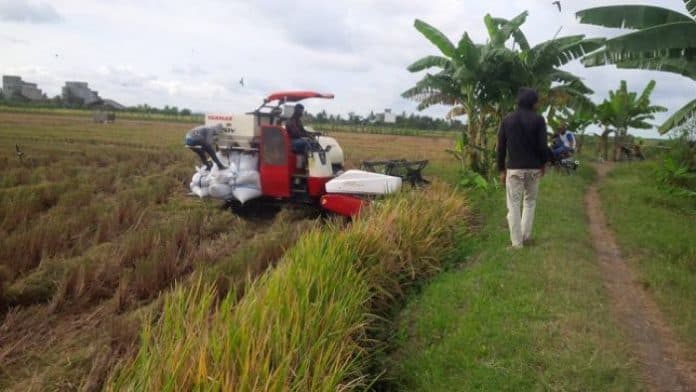 petani_keluhkan_harga_padi_turun_di_sergai_upah_panen_malah_melonjak_tinggi