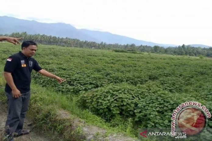 petani_kutai_kertanegara_akan_budi_daya_nilam