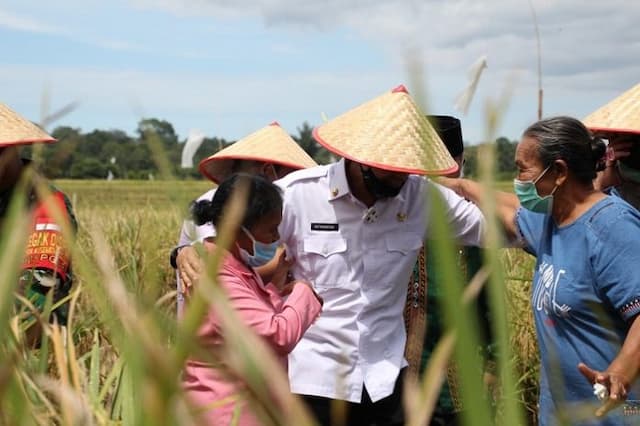 petani_padi_di_kecamatan_siantar_marimbun_panen_raya