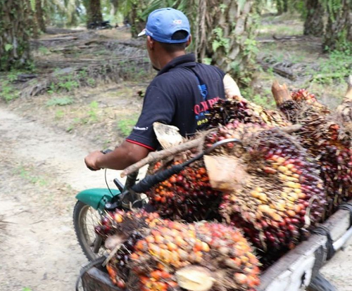 petani_sawit_di_simalungun_mengeluh_harga_tbs_turun_drastis