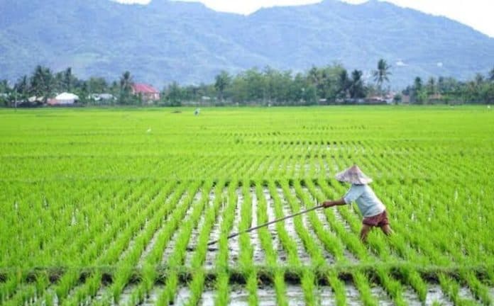 petani_simalungun_apresiasi_anggaran_pupuk_subsidi_bertambah