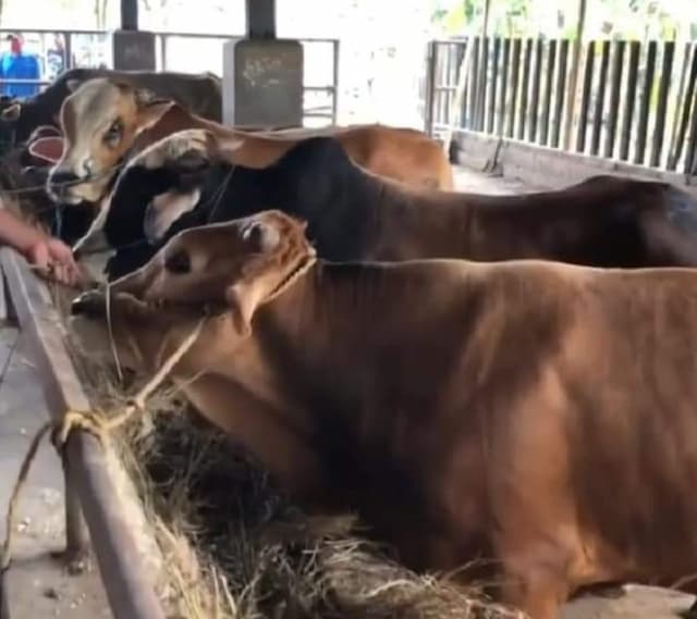 peternak_di_deli_sedang_persiapkan_lembu_sambut_idul_adha