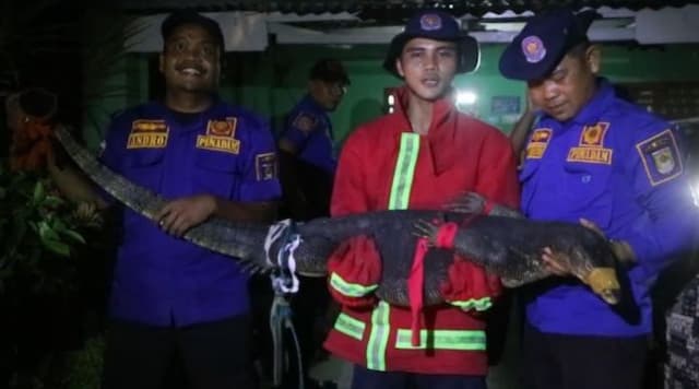 petugas_damkar_evakuasi_biawak_besar_yang_sembunyi_di_kamar_rumah_warga_kisaran