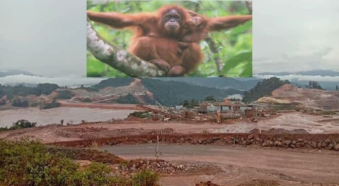pit_mine_pt_ar_meluas_habitat_orangutan_terancam_punah