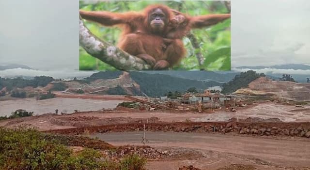 pit_mine_pt_ar_meluas_habitat_orangutan_terancam_punah