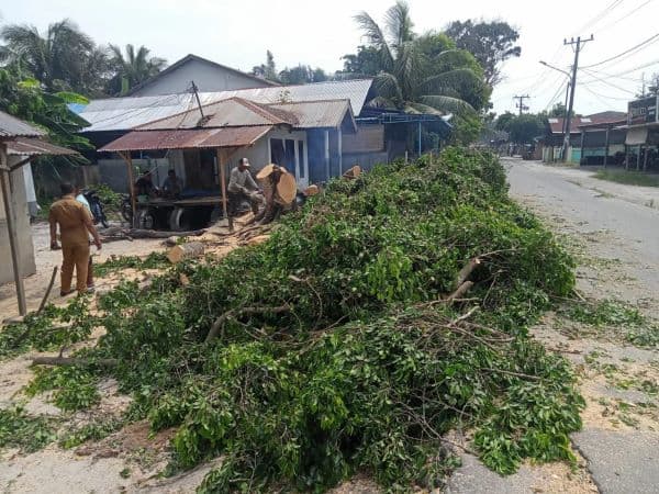pohon_beringin_berumur_35_tahun_tumbang_di_pantai_labu