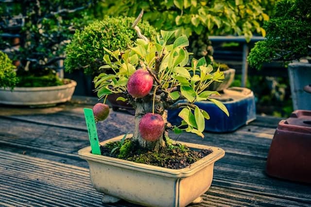 pohon_bonsai_dapat_menumbuhkan_buah_dengan_ukuran_normal
