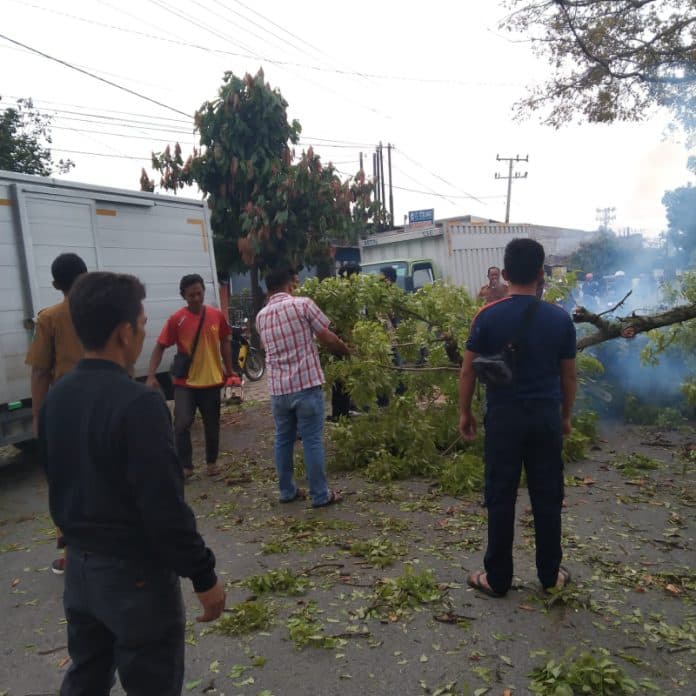 pohon_mahoni_di_jalan_asahan_tumbang_2_pengendara_tertimpa