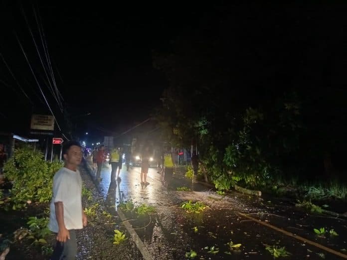 pohon_mahoni_tumbang_di_jalan_parapat_simarimbun