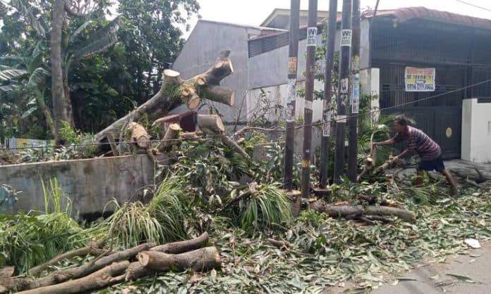 pohon_tumbang_di_medan_dan_deli_serdang_timpa_rumah_dan_kendaraan_warga