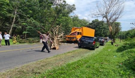 pohon_tumbang_timpa_truk_di_jalinsum_dolok_merawan