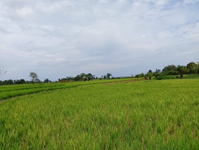 pola_tanam_picu_hama_tikus_dan_burung_ini_kata_dinas_hanpang_siantar