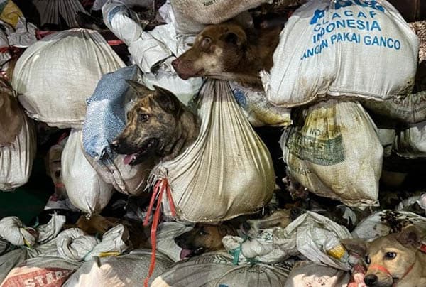 polisi_tangkap_5_orang_terkait_pengiriman_ratusan_anjing_ke_solo