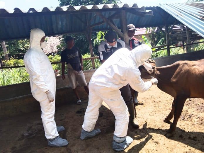 polres_batu_bara_dan_balai_veteriner_sumut_cek_40_sapi_suspek_pmk