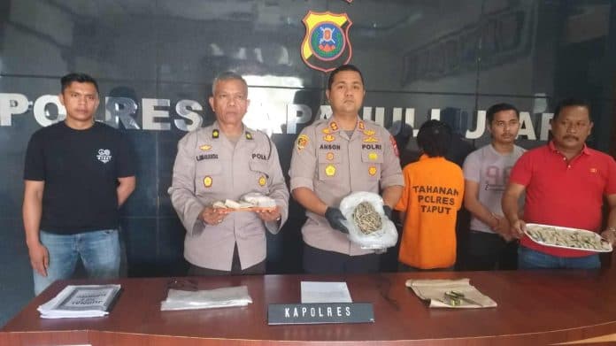 polres_taput_berhasil_tangkap_bandar_narkoba