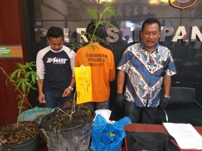 polres_taput_tangkap_penanam_ganja_dari_pangaribuan