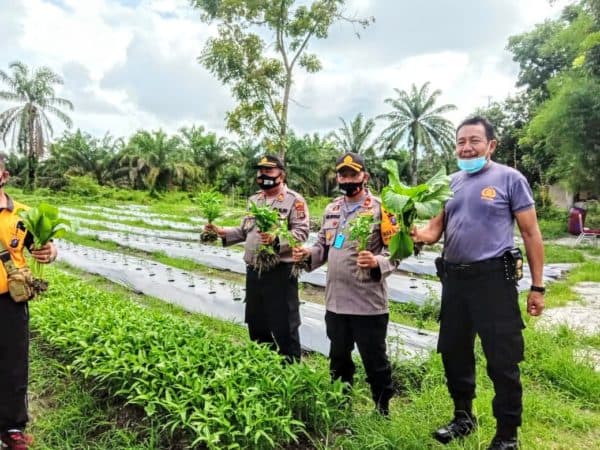 polsek_indrapura_panen_sayuran_ikan_dan_itik