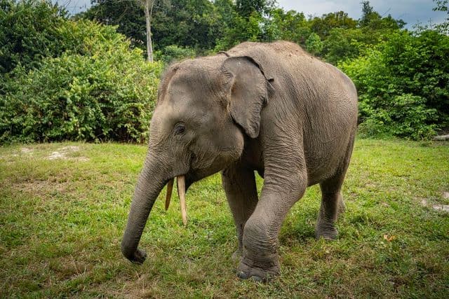 populasi_gajah_sumatera_semakin_mengkhawatirkan