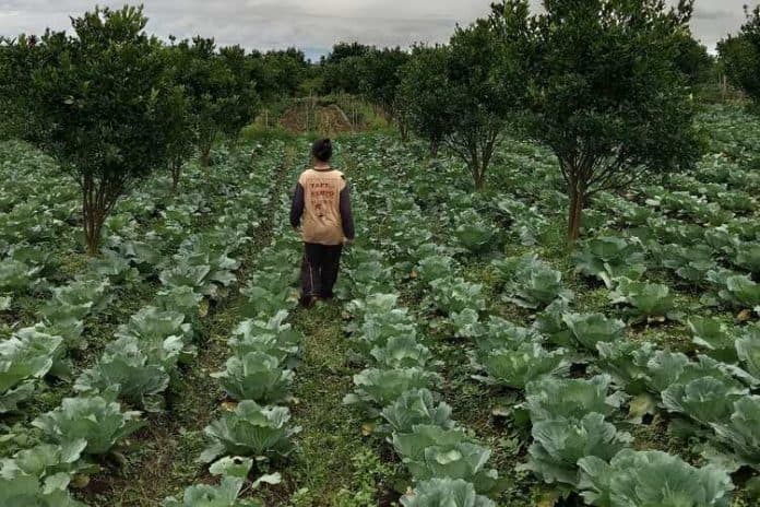 potensi_sayur_segar_saribudolok_dari_lahan_subur_ke_pasar_nias_batam_dan_riau