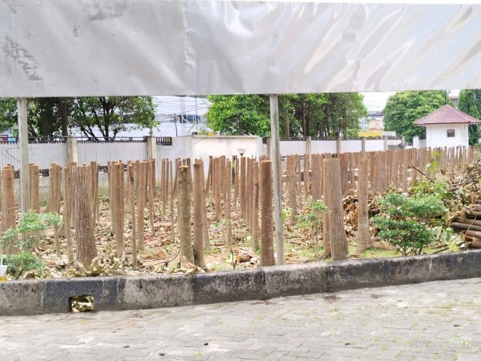 puluhan_pohon_mahoni_halaman_di_rsud_dr_djasamen_saragih_ditebangi_daud_simanjuntak_pemerintahan_tak_boleh_suka_suka
