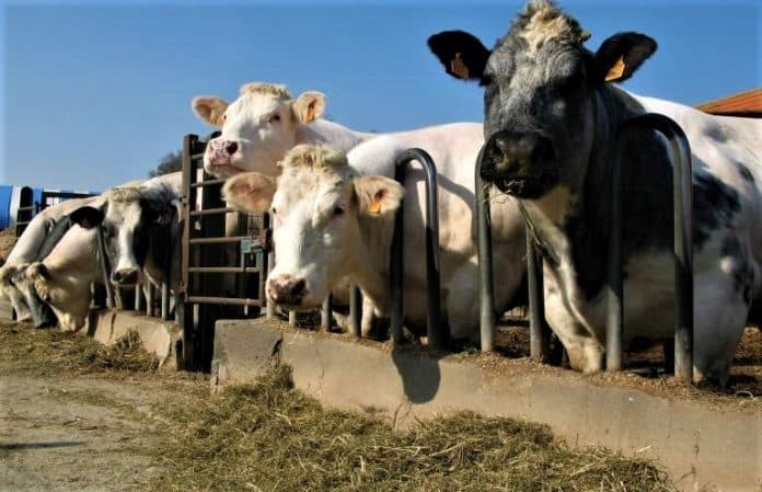 rencananya_indonesia_impor_sapi_dari_meksiko
