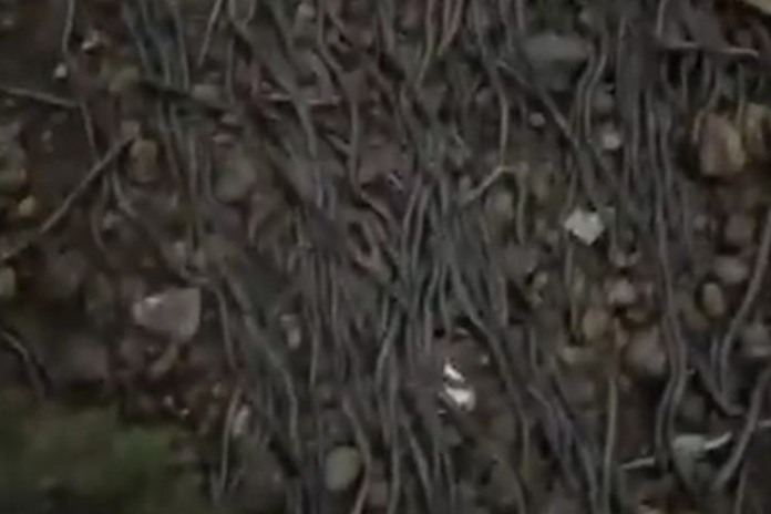 ribuan_cacing_muncul_di_lombok_perubahan_iklim_atau_bakal_gempa