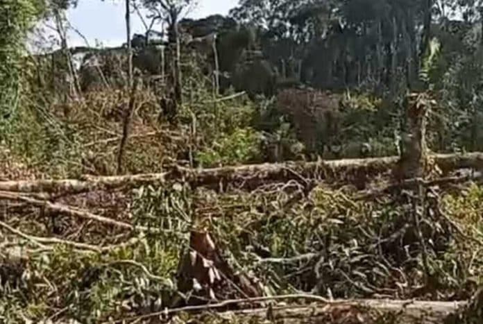 ribuan_pohon_ditebang_secara_liar_di_kawasan_hutan_lindung_parbuluan_dairi