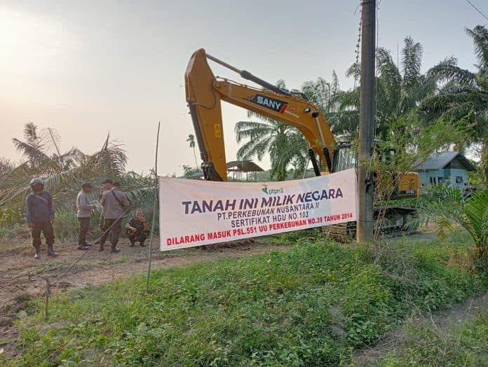 ribuan_pohon_sawit_penggarap_di_hgu_103_kebun_bulu_cina_ditumbangkan