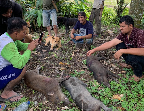 rusak_tanaman_petani_warga_berburu_babi_hutan_di_kolosasi_siborong_borong