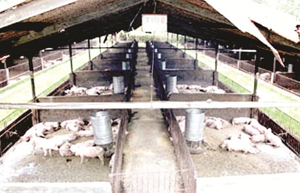 saat_banyak_babi_mati_di_sumut_ternak_babi_pt_allegrindo_aman