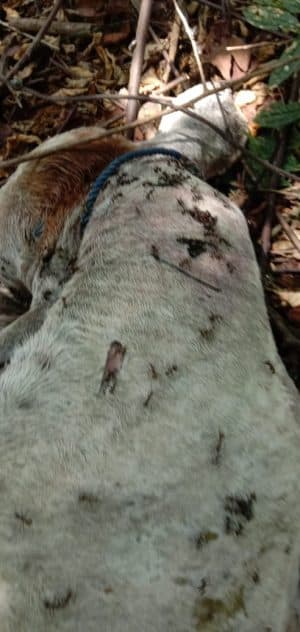 satu_ekor_lembu_milik_warga_di_langkat_dimangsa_harimau