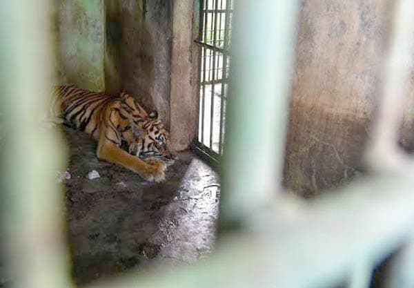 satu_lagi_harimau_sumatera_mati_di_medan_zoo