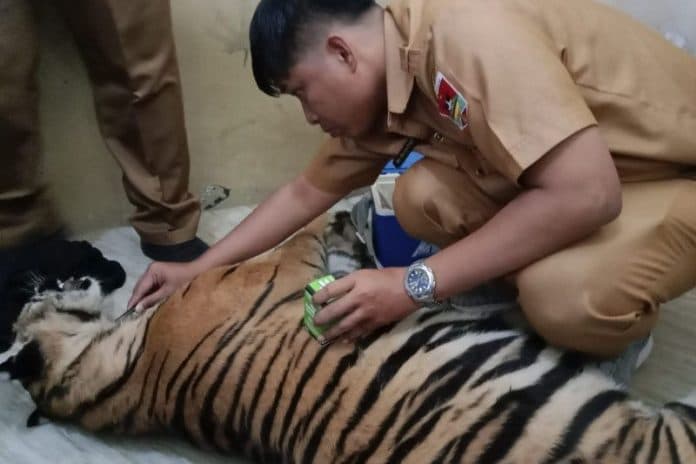 seekor_harimau_sumatera_ditemukan_terjerat_di_pasaman