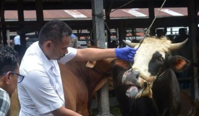 segera_terbit_aturan_ganti_rugi_ternak_mati_akibat_pmk