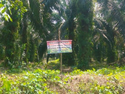 sejumlah_plang_di_lahan_eks_hgu_pt_bsp_kisaran_buat_warga_resah