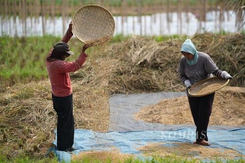sektor_pertanian_jadi_distribusi_terbesar_di_pdrb_sumut