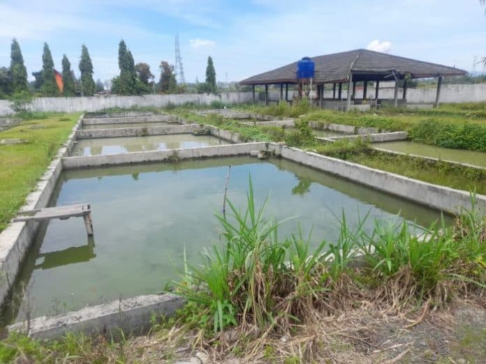 selama_2023_produksi_benih_ikan_di_bbi_rambung_merah_tengah_capai_30000_ekor